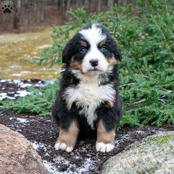 Lilly, Bernese Mountain Dog Puppy